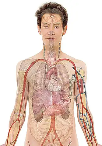 Anatomie und Variabilität des Hymens