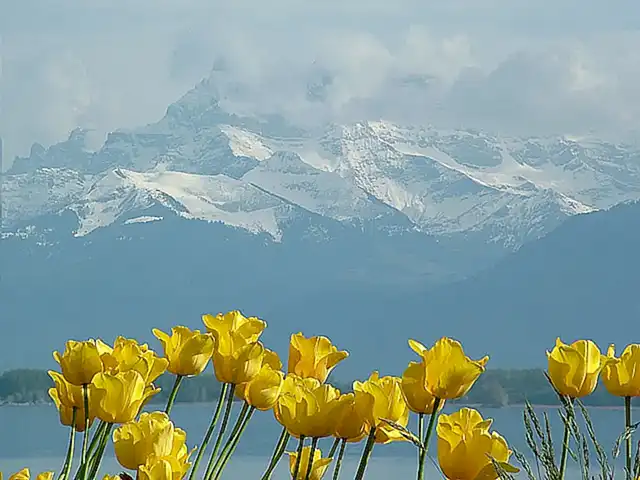 Auswirkungen auf den Genfersee
