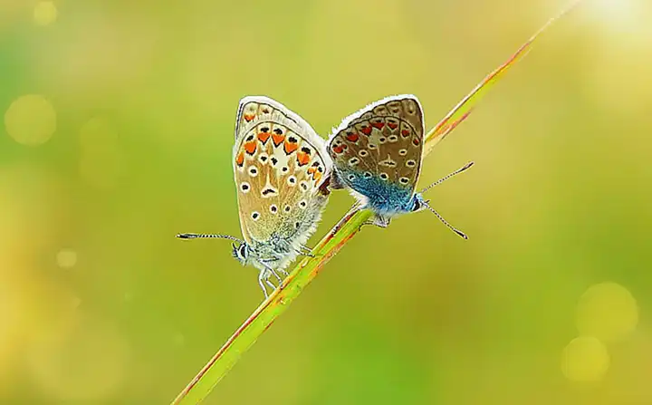 Biologie und Eigenschaften des Sonnenbarsches