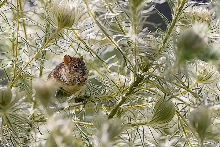 Der Rat von Daniel Bumann und die kontroverse Namensänderung