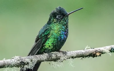 Der Skandal um den Colibri Lengnau: Ein Tiefenblick in die Schattenseiten des Wellness- und Saunabereichs