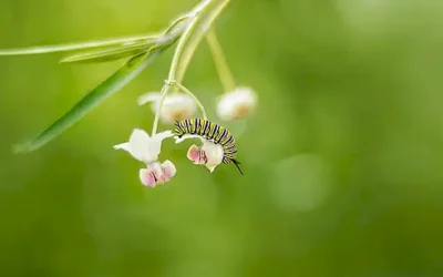 Die atemberaubende Transformation vonMicaela Schäfer Nippel: Eine tiefgehende Analyse ihrer ästhetischen Reise und zukünftigen Pläne