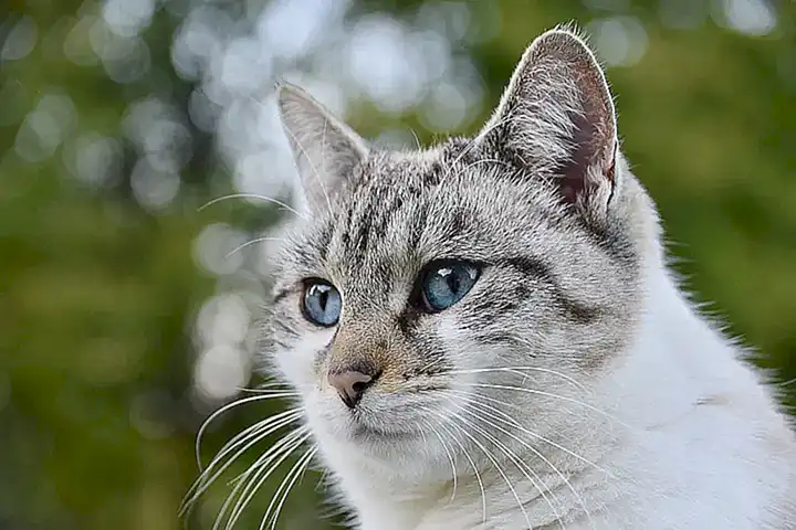Die ersten öffentlichen Auftritte von Nala