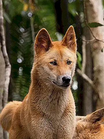 Die ethische Dimension des Umgangs mit den Dingos