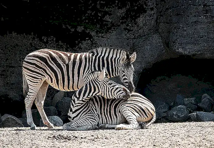 Die Geburt desbébé girafeim Zoo de Beauval: Ein Ereignis von gigantischen Ausmaßen und seinen weitreichenden Folgen