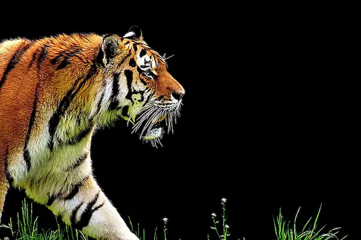 Die Herausforderungen für kleine Tierparks in der Schweiz