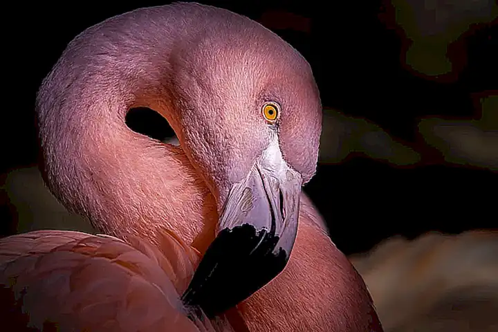 Die Rolle der Flamingos im Ökosystem