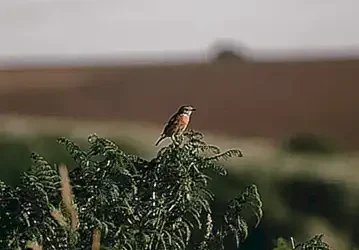 Die Tragödie von Habitat Dübendorf und Habitat Meyrin: Ein umfassender Bericht über den Fall eines einst geliebten Möbelhauses