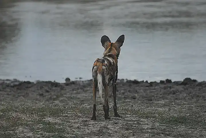 Die Vermittlung der Tiere