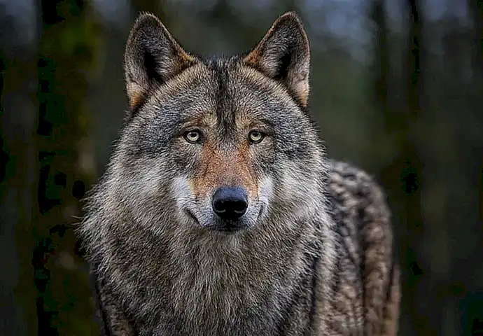 Fragen und Antworten zum Thema Wolf und Schäfer
