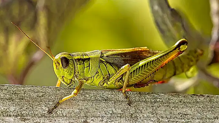 Fragen und Antworten zur Cricket Feet Methode