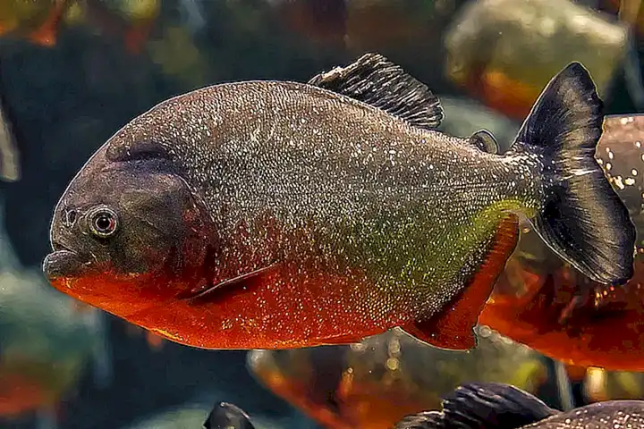 Fragen und Antworten zur Schliessung der Piranha Bar und Club Zukunft