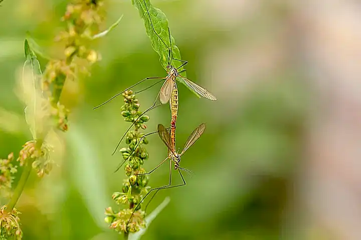 Fünf Fragen und Antworten zum Bunny Harvestman