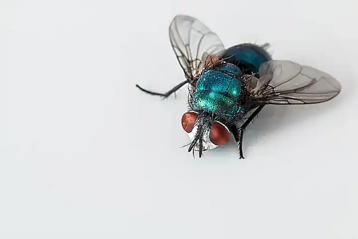 Funktionsweise des Fly Legsup Systems