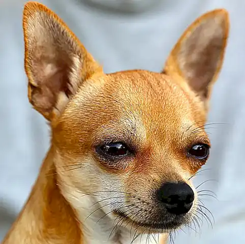 Hygienemaßnahmen im Umgang mit Chihuahuas