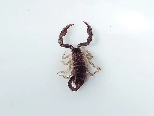 Lebensraum und Lebensweise von Euscorpius italicus