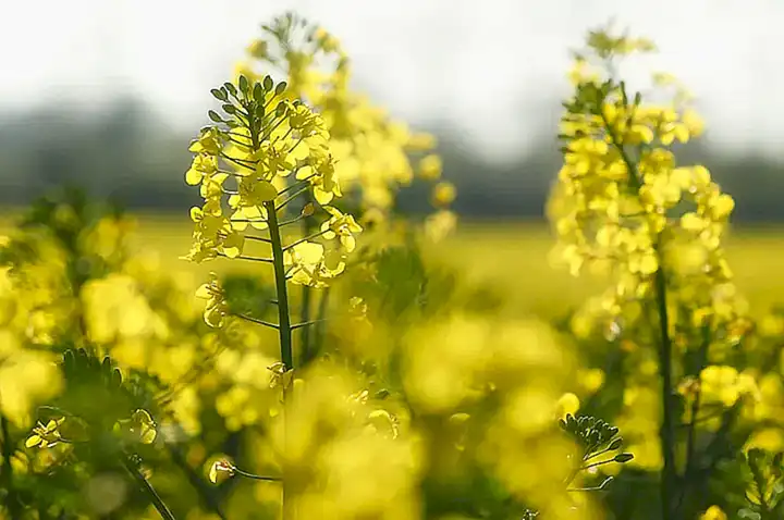 Mögliche Motorschäden durch Biodiesel