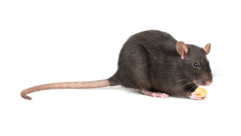 Das große Ratten-Haar-Kompendium:Coupe queue de rat,queue de rat cheveux,coiffure queue de rat,queu de rat coupe,queue de rat coupe,coupe de cheveux queue de rat,queue de rat cheveux signification,coupe queue de rat,queue de rat coiffure,coiffure queu de rat,queu de rat coiffure– Ein umfassender Guide zum Ratten-Schnitt