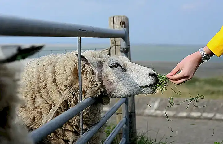 Schutzmaßnahmen für Nutztiere