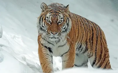 Sensationelle Entdeckung!Tasmanischer Tiger Sichtung 2021und die anhaltende Hoffnung auf den "Thylacines" Comeback