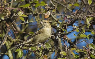 Sind Kirschen Beeren? Eine umfassende botanische und kulinarische Betrachtung der Kirschfrucht