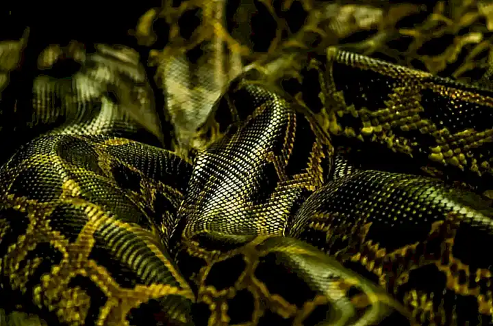 Verhalten von Pythons und ihre Lebensräume
