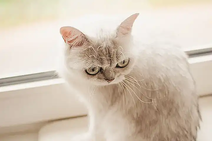 Verhaltensbeobachtungen an Katzen und Glastischen