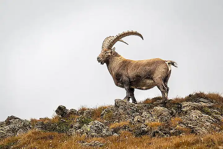 Wirtschaftliche Auswirkungen auf die Region Wallis