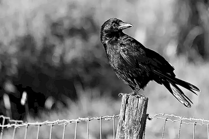 Zukünftige Pläne und Perspektiven von The Crows